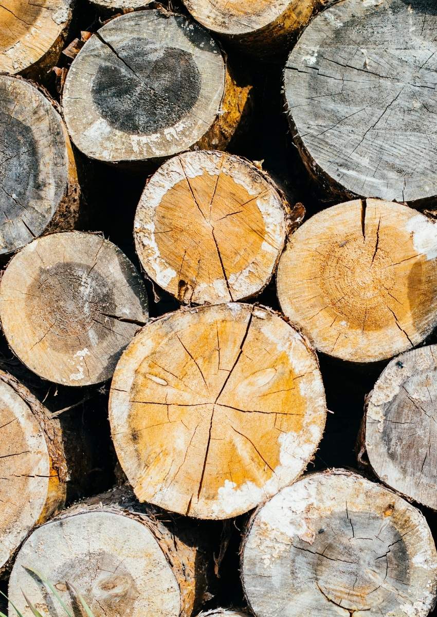 Old Fashioned Lumber Wood Species Header